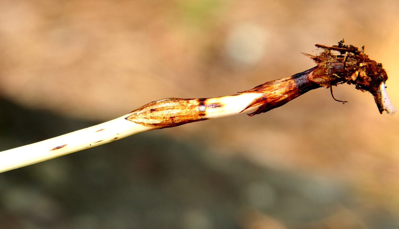 Image of Equisetum sylvaticum specimen.