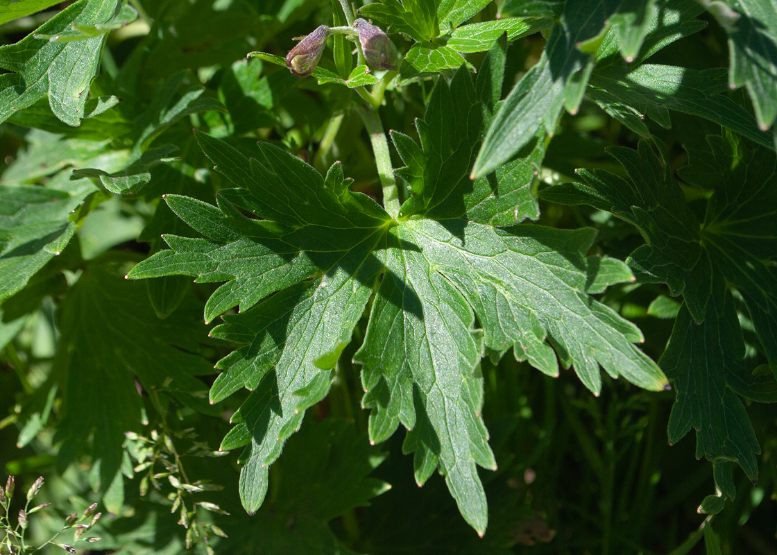 Изображение особи Delphinium brachycentrum.