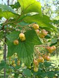 Viburnum sargentii. Верхушка ветви с соплодиями с незрелыми плодами. Хабаровский край, окр. г. Комсомольск-на-Амуре, дол. руч. Тёплый Ключ, опушка лиственного леса. 19.08.2024.