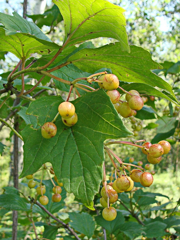 Image of Viburnum sargentii specimen.