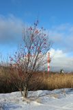 Sorbus aucuparia. Сбросившее листву небольшое плодоносящее растение. Ленинградская обл., Ломоносовский р-н, окр. Шепелёвского маяка; п-ов Каравалдай, берег Финского залива, обочина дороги рядом с тростниковыми плавнями. 24.11.2024.