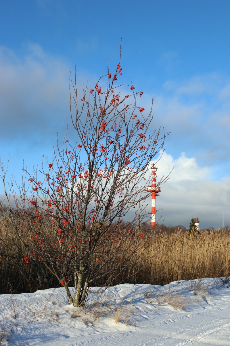 Изображение особи Sorbus aucuparia.