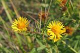 Inula salicina. Соцветия-корзинки (вид сверху). Ульяновская обл., Мелекесский р-н, долина р. Бирля, остепнённый луг с участками засоления. 05.08.2023.