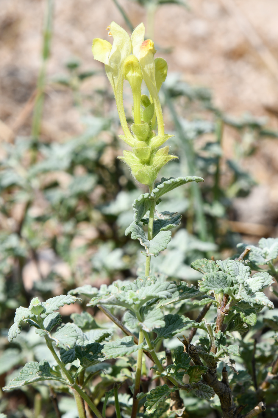 Изображение особи Scutellaria adenostegia.