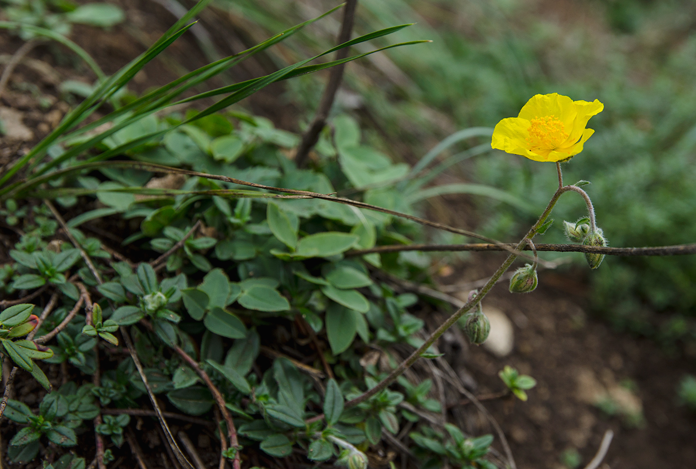 Изображение особи Helianthemum nummularium.