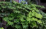 Fatsia japonica. Вегетирующие растения. Китай, провинция Шэньси, г. Сиань, в культуре. 11.06.2024.