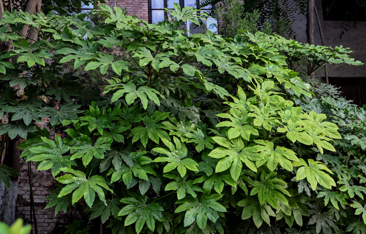 Изображение особи Fatsia japonica.