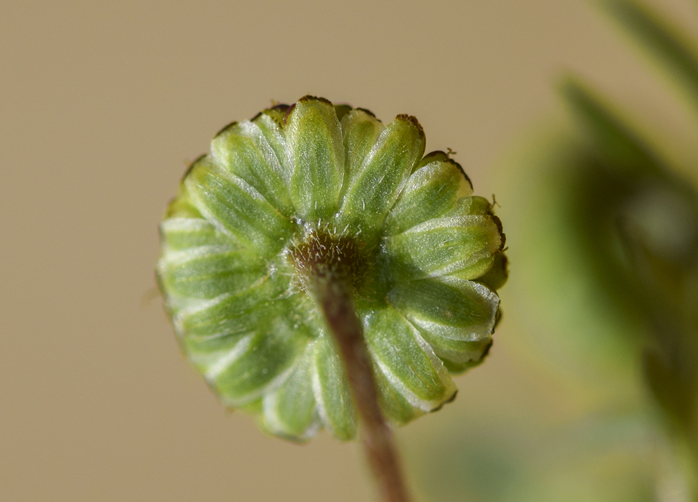 Image of Cotula australis specimen.