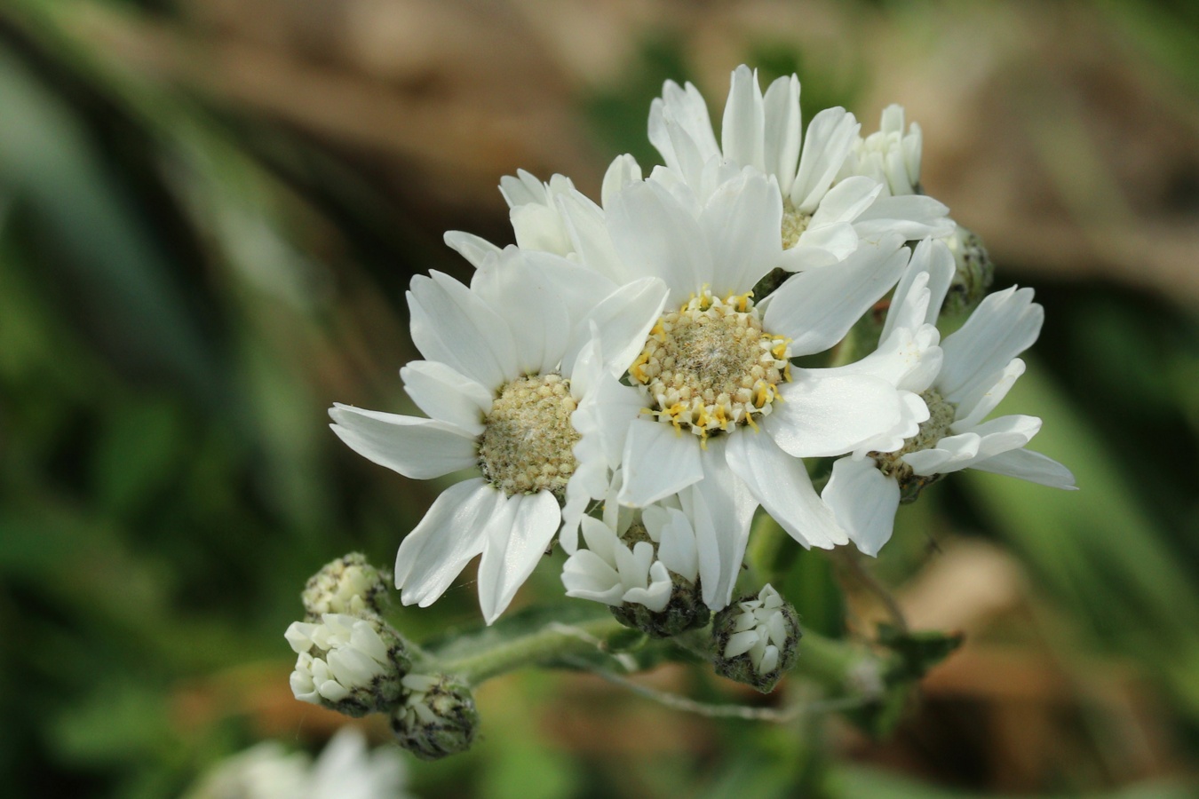 Image of Achillea ptarmica specimen.