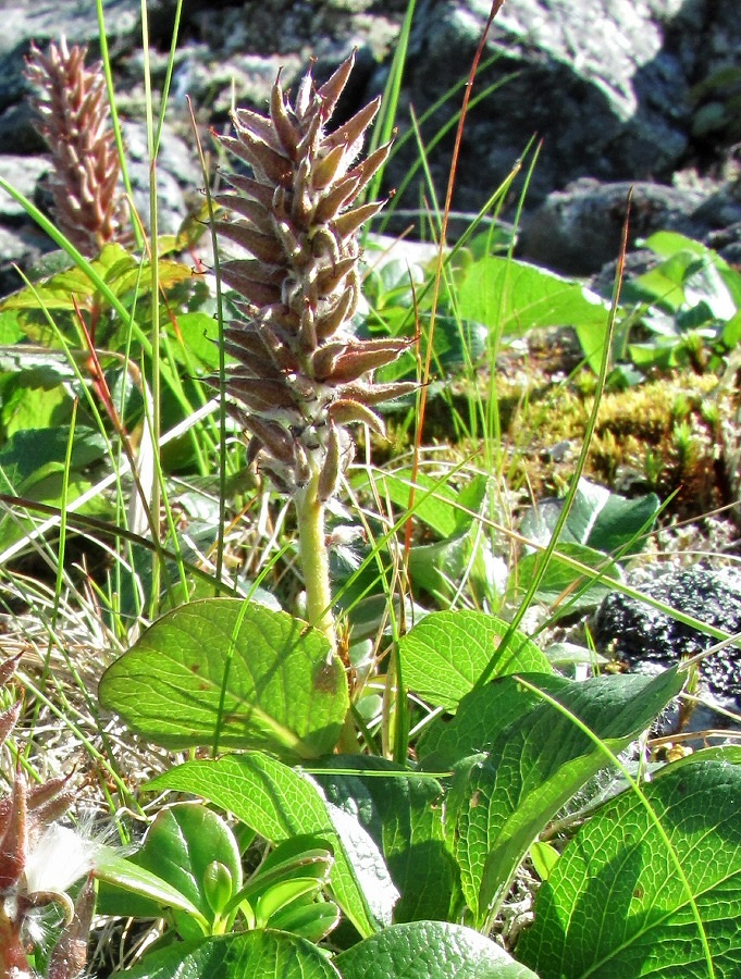 Image of Salix polaris specimen.