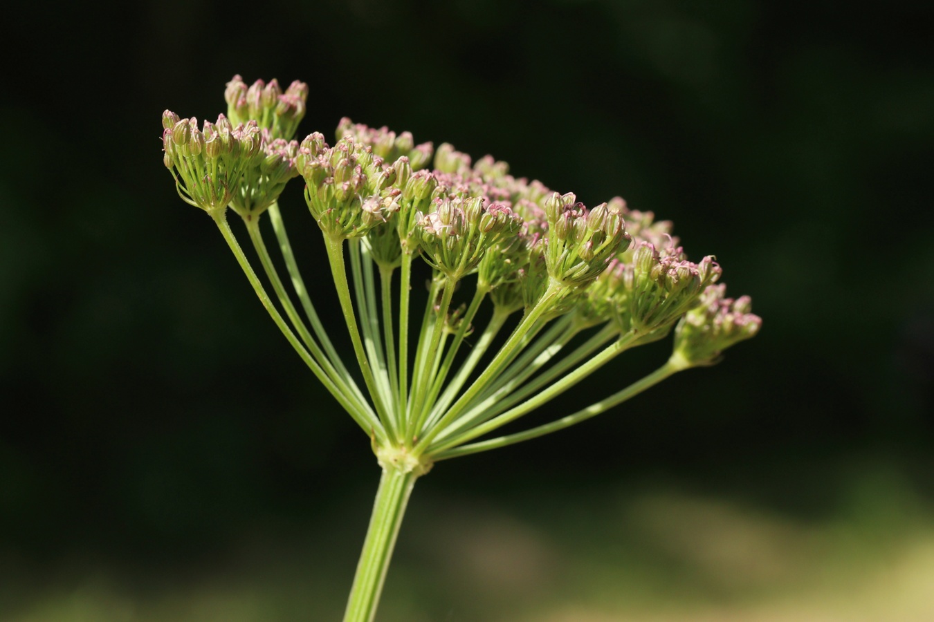 Изображение особи Selinum carvifolia.