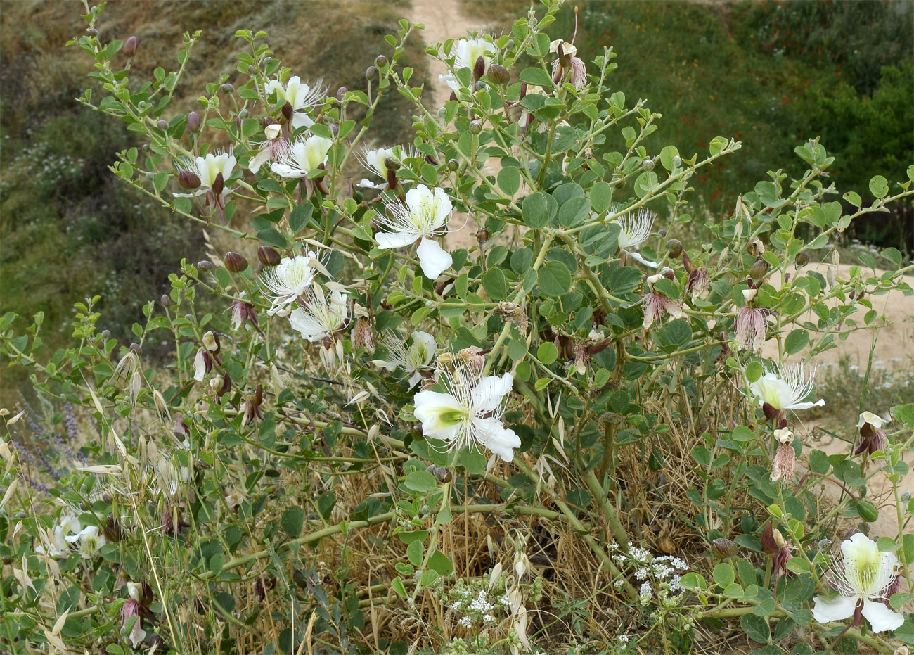 Image of Capparis herbacea specimen.