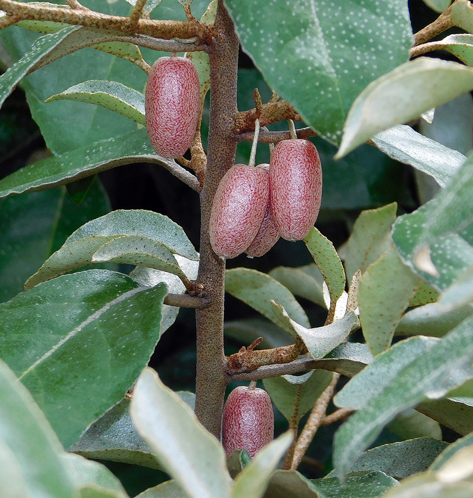 Image of Elaeagnus pungens specimen.