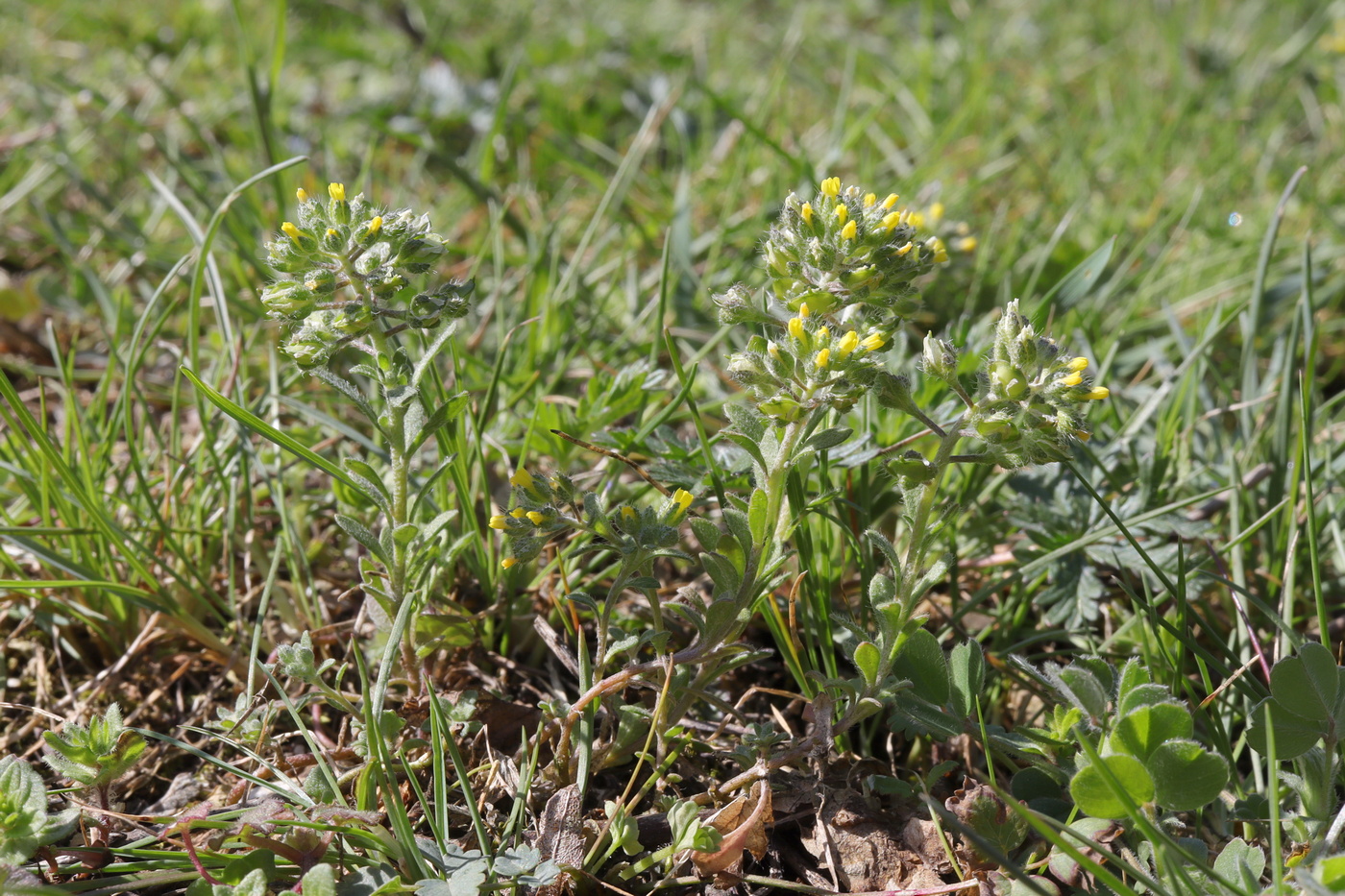 Image of Alyssum minutum specimen.