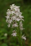 Смотреть изображение Neotinea tridentata