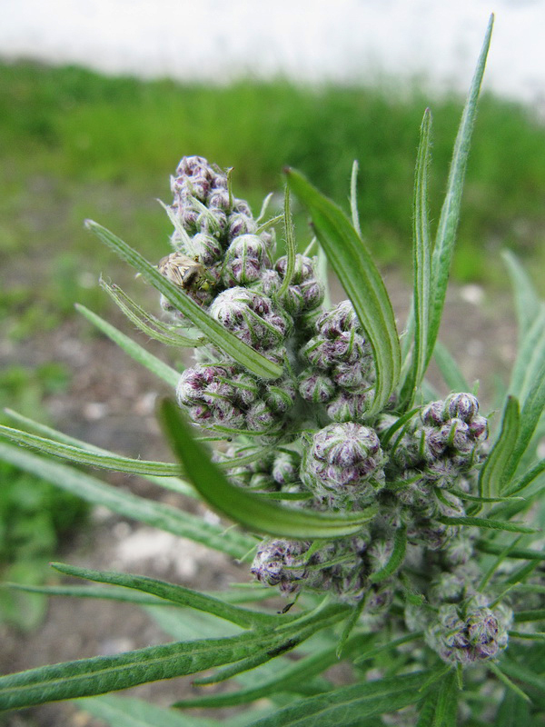 Изображение особи Artemisia vulgaris.