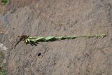 View full-size image Turritis glabra
