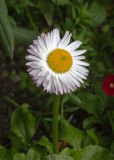 View full-size image Bellis perennis