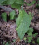 Смотреть изображение Lactuca chaixii