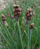 View full-size image Allium atrosanguineum