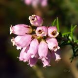 Смотреть изображение род Erica