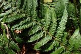 Смотреть изображение Dryopteris crassirhizoma