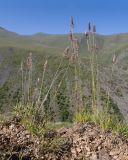 View full-size image Koeleria albovii