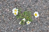 View full-size image Anthemis iberica