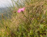 View full-size image Dianthus oschtenicus