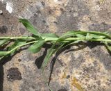 Смотреть изображение Tragopogon albinervis