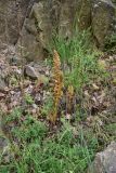 View full-size image Orobanche laxissima