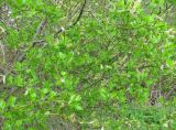 Salix phylicifolia. Часть куста с молодыми побегами и мужскими соцветиями. Ярославская обл., пос. Новый Некоуз, берег р. Ильд. 18.05.2011.