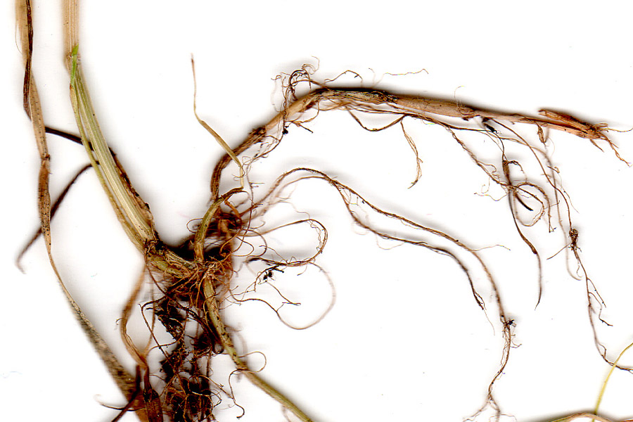 Image of Poa sylvicola specimen.
