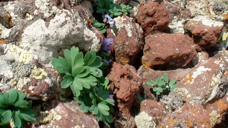 Image of Corydalis alpestris specimen.