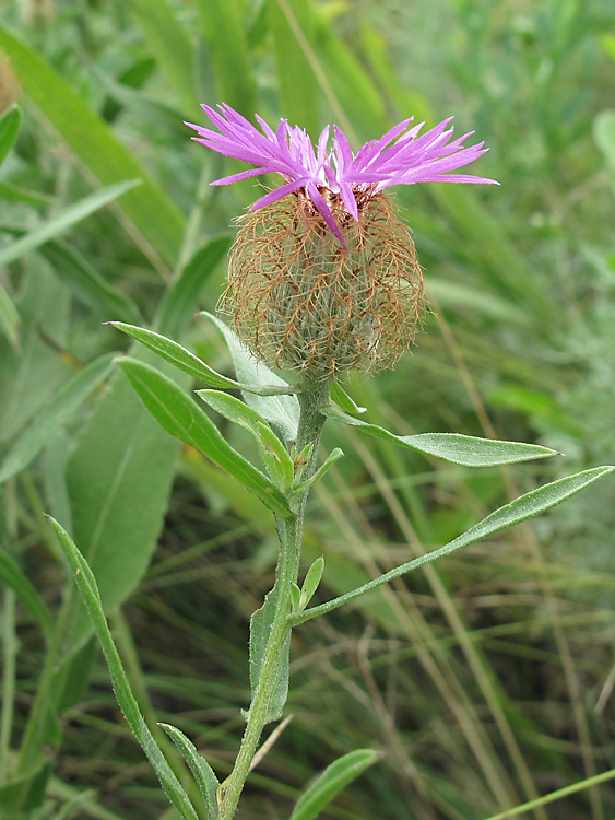 Image of Centaurea trichocephala specimen.