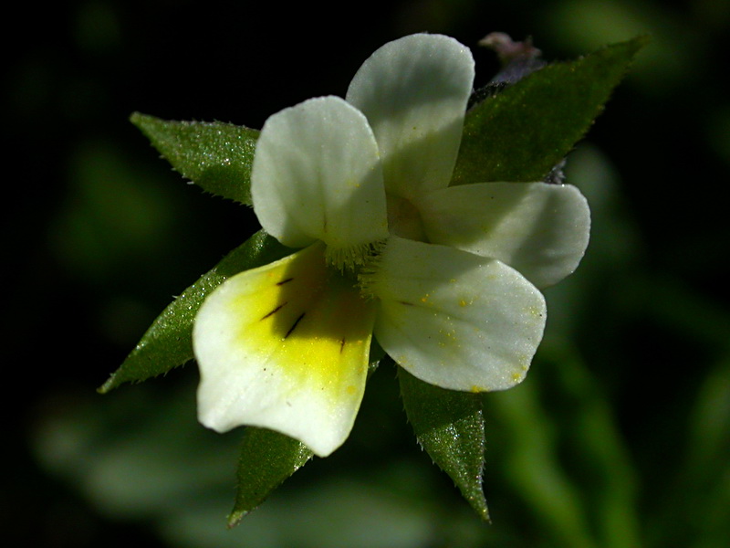 Image of Viola arvensis specimen.