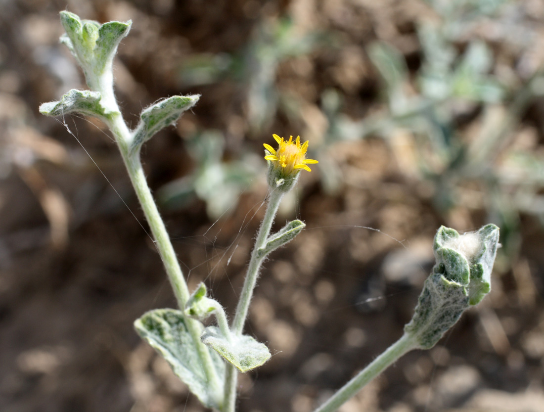 Image of Pulicaria salviifolia specimen.