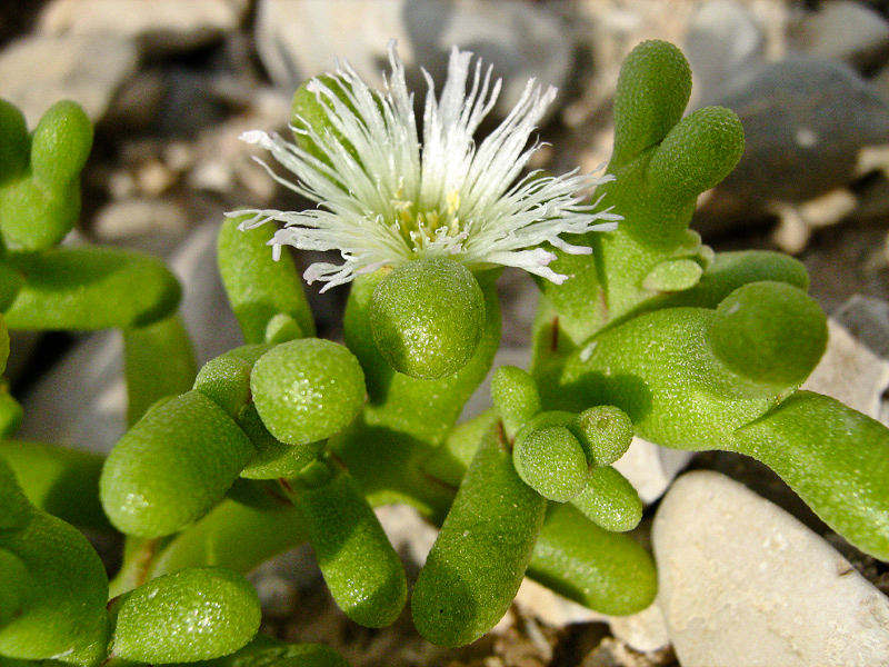 Image of Mesembryanthemum cryptanthum specimen.