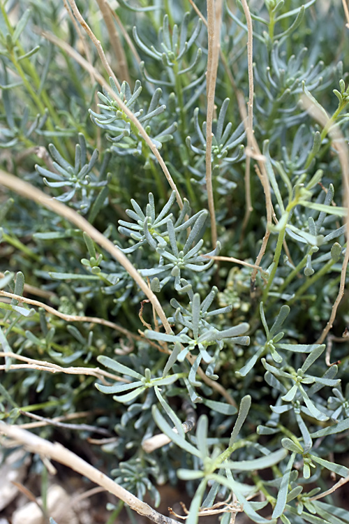 Image of Haplophyllum griffithianum specimen.