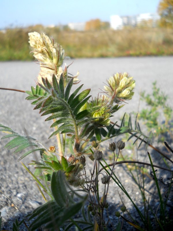 Изображение особи Oxytropis pilosa.