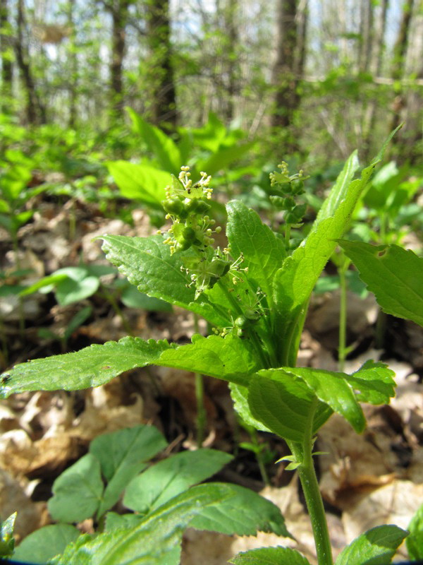 Изображение особи Mercurialis perennis.