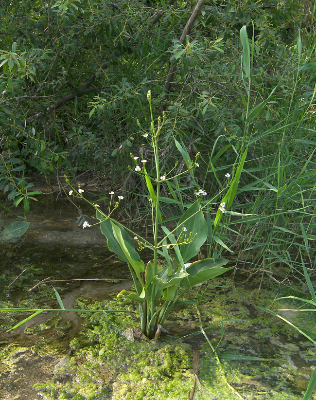 Image of Alisma plantago-aquatica specimen.