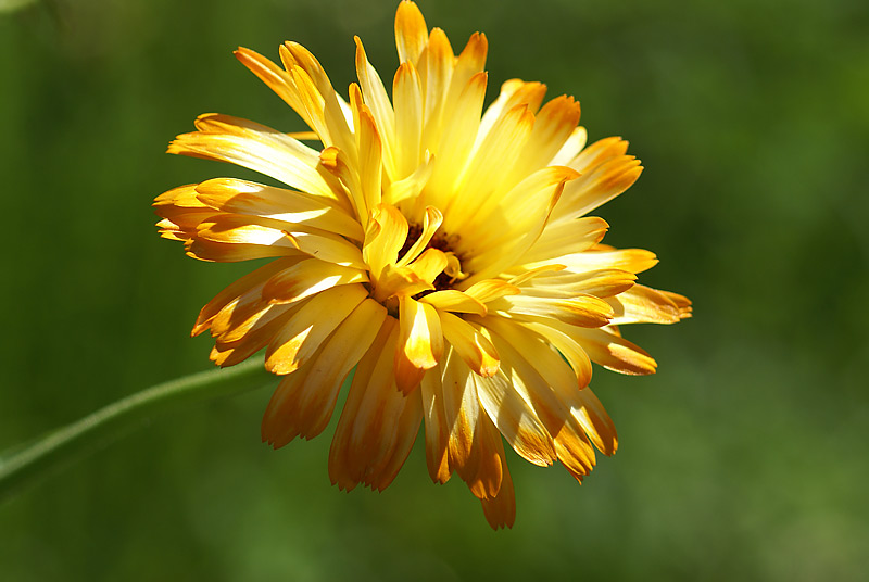 Image of Calendula officinalis specimen.