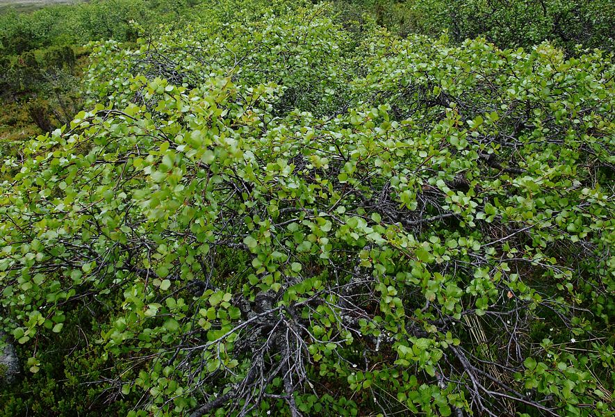 Изображение особи Betula czerepanovii.