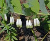 Polygonatum × hybridum