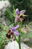 Ophrys oestrifera. Цветки. Крым, окр. Ялты, заповедник Мыс Мартьян, можжевеловый лес. 25 апреля 2012 г.