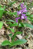 Orchis mascula. Цветущее растение. Крым, гора Северная Демерджи, западный склон, дубовый лес. 2 мая 2012 г.