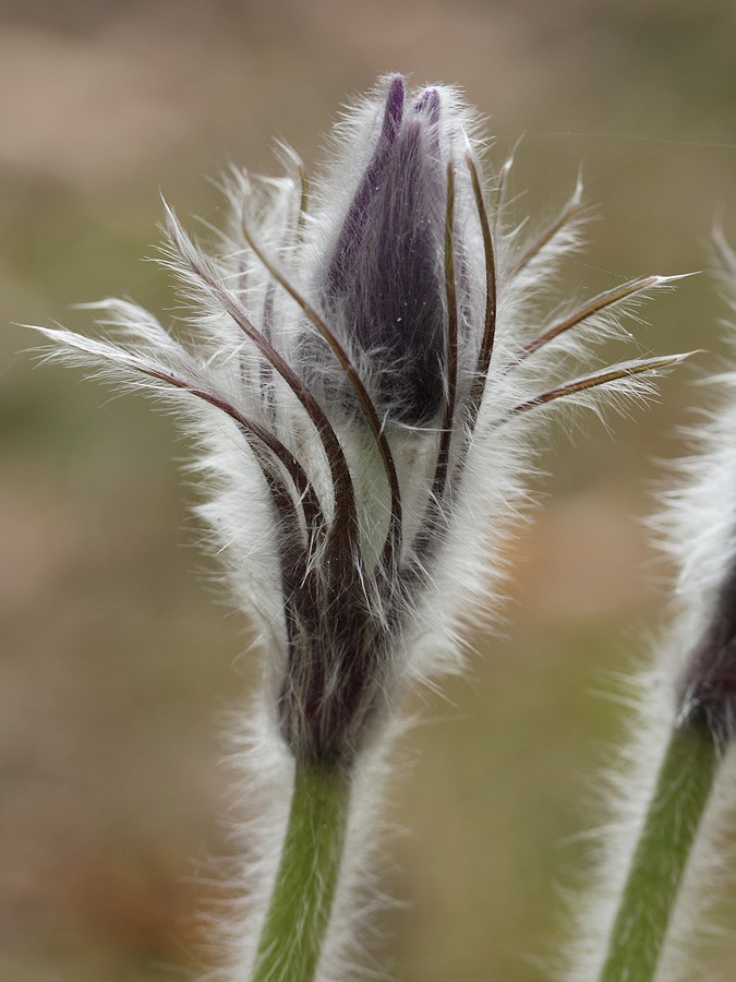 Изображение особи Pulsatilla patens.