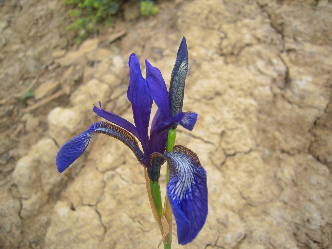 Image of Iris sibirica specimen.