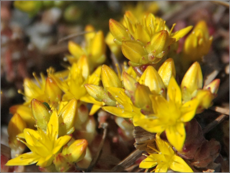 Image of Sedum acre specimen.